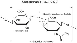 chondroitin-sulphate-chemical
